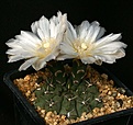 Нажмите на изображение для увеличения.

Название:	Gymnocalycium_gibbosum_v_nigrum_IMG_2667.jpg
Просмотров:	264
Размер:	108.7 Кб
ID:	330237