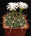 Нажмите на изображение для увеличения.

Название:	Gymnocalycium_griseopallidum_Chaco_IMG_7444.jpg
Просмотров:	272
Размер:	111.0 Кб
ID:	330238