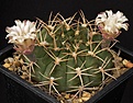 Нажмите на изображение для увеличения.

Название:	Gymnocalycium_hamatum_KK1099_IMG_6870.jpg
Просмотров:	264
Размер:	170.0 Кб
ID:	330239