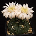 Нажмите на изображение для увеличения.

Название:	Gymnocalycium_horstii_GF105_IMG_4626.jpg
Просмотров:	299
Размер:	104.7 Кб
ID:	330240