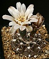 Нажмите на изображение для увеличения.

Название:	Gymnocalycium_kieslingii_v_castaneum_P220_IMG_7519.jpg
Просмотров:	306
Размер:	113.7 Кб
ID:	330241