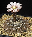 Нажмите на изображение для увеличения.

Название:	Gymnocalycium_kozelskyanum_IMG_8153.jpg
Просмотров:	297
Размер:	144.5 Кб
ID:	330242