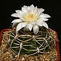 Нажмите на изображение для увеличения.

Название:	Gymnocalycium_monvillei_STO828_IMG_2322.jpg
Просмотров:	304
Размер:	136.0 Кб
ID:	330243