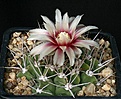 Нажмите на изображение для увеличения.

Название:	Gymnocalycium_mostii_STO87-002_IMG_1055.jpg
Просмотров:	267
Размер:	130.8 Кб
ID:	330244