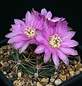 Нажмите на изображение для увеличения.

Название:	Gymnocalycium_neuhuberi_GN70_IMG_2403.jpg
Просмотров:	306
Размер:	123.6 Кб
ID:	330245