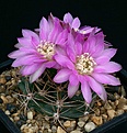 Нажмите на изображение для увеличения.

Название:	Gymnocalycium_neuhuberi_GN70_IMG_2403.jpg
Просмотров:	269
Размер:	123.6 Кб
ID:	330245