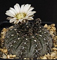 Нажмите на изображение для увеличения.

Название:	Gymnocalycium_occultum_STO789_IMG_2024.jpg
Просмотров:	303
Размер:	127.2 Кб
ID:	330246