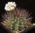 Нажмите на изображение для увеличения.

Название:	Gymnocalycium_ochoterenae_v_scoparium_LB383_IMG_6314.jpg
Просмотров:	296
Размер:	128.9 Кб
ID:	330247