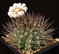 Нажмите на изображение для увеличения.

Название:	Gymnocalycium_ochoterenae_v_scoparium_LB383_IMG_6314.jpg
Просмотров:	264
Размер:	128.9 Кб
ID:	330247