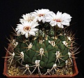Нажмите на изображение для увеличения.

Название:	Gymnocalycium_pflanzii_ssp_argentinense_IMG_2551.jpg
Просмотров:	301
Размер:	119.9 Кб
ID:	330248