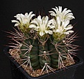 Нажмите на изображение для увеличения.

Название:	Gymnocalycium_pungens_IMG_4216.jpg
Просмотров:	266
Размер:	125.0 Кб
ID:	330249