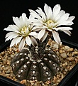 Нажмите на изображение для увеличения.

Название:	Gymnocalycium_ragonesei_L472_IMG_4732.jpg
Просмотров:	263
Размер:	125.1 Кб
ID:	330250