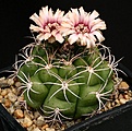 Нажмите на изображение для увеличения.

Название:	Gymnocalycium_riograndense_M87_IMG_4026.jpg
Просмотров:	267
Размер:	147.9 Кб
ID:	330251