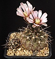 Нажмите на изображение для увеличения.

Название:	Gymnocalycium_riojense_v_sanjuanense_VG-234_IMG_5575.jpg
Просмотров:	297
Размер:	120.0 Кб
ID:	330252