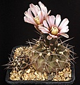 Нажмите на изображение для увеличения.

Название:	Gymnocalycium_riojense_v_sanjuanense_VG-234_IMG_5575.jpg
Просмотров:	265
Размер:	120.0 Кб
ID:	330252