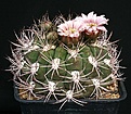 Нажмите на изображение для увеличения.

Название:	Gymnocalycium_saglione_IMG_0885.jpg
Просмотров:	301
Размер:	144.5 Кб
ID:	330253