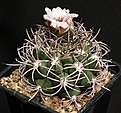 Нажмите на изображение для увеличения.

Название:	Gymnocalycium_saglionis_P26_IMG_2226.jpg
Просмотров:	297
Размер:	165.8 Кб
ID:	330254