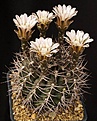 Нажмите на изображение для увеличения.

Название:	Gymnocalycium_schickendantzii_IMG_5594.jpg
Просмотров:	305
Размер:	122.9 Кб
ID:	330255