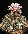 Нажмите на изображение для увеличения.

Название:	Gymnocalycium_spegazzinii_IMG_7793.jpg
Просмотров:	304
Размер:	130.3 Кб
ID:	330256