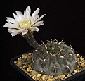 Нажмите на изображение для увеличения.

Название:	Gymnocalycium_striglianum_GN75-179_IMG_5086.jpg
Просмотров:	260
Размер:	83.2 Кб
ID:	330257