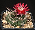 Нажмите на изображение для увеличения.

Название:	Gymnocalycium_tillianum_WR227_IMG_3853.jpg
Просмотров:	265
Размер:	151.7 Кб
ID:	330258