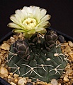 Нажмите на изображение для увеличения.

Название:	Gymnocalycium_uebelmannianum_WR141_IMG_7103.jpg
Просмотров:	269
Размер:	106.2 Кб
ID:	330259