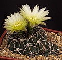 Нажмите на изображение для увеличения.

Название:	Gymnocalycium_uruguayense_IMG_5098.jpg
Просмотров:	294
Размер:	126.6 Кб
ID:	330260