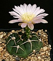 Нажмите на изображение для увеличения.

Название:	Gymnocalycium_uruguayense_v_roseiflorum_LB655_IMG_6345.jpg
Просмотров:	260
Размер:	113.1 Кб
ID:	330261