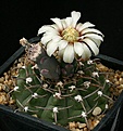 Нажмите на изображение для увеличения.

Название:	Gymnocalycium_vatteri_IMG_4431.jpg
Просмотров:	296
Размер:	126.9 Кб
ID:	330262