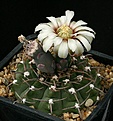 Нажмите на изображение для увеличения.

Название:	Gymnocalycium_vatteri_IMG_4431.jpg
Просмотров:	261
Размер:	126.9 Кб
ID:	330262