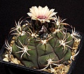 Нажмите на изображение для увеличения.

Название:	Gymnocalycium_zegarrae_STO1438_IMG_3392.jpg
Просмотров:	305
Размер:	133.9 Кб
ID:	330263
