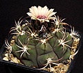 Нажмите на изображение для увеличения.

Название:	Gymnocalycium_zegarrae_STO1438_IMG_3392.jpg
Просмотров:	269
Размер:	133.9 Кб
ID:	330263