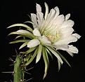 Нажмите на изображение для увеличения.

Название:	Harrisia_cf_pomanensis_IMG_6498.jpg
Просмотров:	308
Размер:	106.8 Кб
ID:	330265