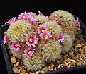 Нажмите на изображение для увеличения.

Название:	Mammillaria_aff_carmenae_IMG_9335.jpg
Просмотров:	307
Размер:	161.7 Кб
ID:	330270