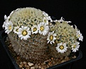 Нажмите на изображение для увеличения.

Название:	Mammillaria_aff_carminea_IMG_0144.jpg
Просмотров:	305
Размер:	123.1 Кб
ID:	330271