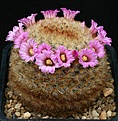 Нажмите на изображение для увеличения.

Название:	Mammillaria_aff_carminea_x_lauii_IMG_0121.jpg
Просмотров:	304
Размер:	179.1 Кб
ID:	330272