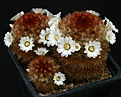 Нажмите на изображение для увеличения.

Название:	Mammillaria_aff_carminea_x_lauii_IMG_0129.jpg
Просмотров:	306
Размер:	110.8 Кб
ID:	330273