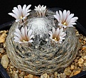 Нажмите на изображение для увеличения.

Название:	Mammillaria_aureilanata_IMG_9329.jpg
Просмотров:	300
Размер:	191.8 Кб
ID:	330274