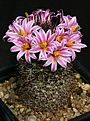 Нажмите на изображение для увеличения.

Название:	Mammillaria_blossfeldiana_IMG_2101.jpg
Просмотров:	290
Размер:	126.5 Кб
ID:	330275