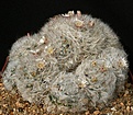 Нажмите на изображение для увеличения.

Название:	Mammillaria_bocasana_multilanata_IMG_1044.jpg
Просмотров:	297
Размер:	170.8 Кб
ID:	330276
