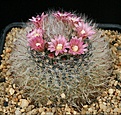 Нажмите на изображение для увеличения.

Название:	Mammillaria_bocasana_roseiflora_IMG_1991.jpg
Просмотров:	299
Размер:	202.2 Кб
ID:	330277
