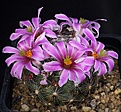 Нажмите на изображение для увеличения.

Название:	Mammillaria_boolii_insularis_IMG_5918.jpg
Просмотров:	290
Размер:	122.7 Кб
ID:	330278