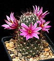 Нажмите на изображение для увеличения.

Название:	Mammillaria_bullardiana_IMG_2177.jpg
Просмотров:	299
Размер:	143.1 Кб
ID:	330279