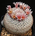 Нажмите на изображение для увеличения.

Название:	Mammillaria_candida_rosea_IMG_0786.jpg
Просмотров:	300
Размер:	164.1 Кб
ID:	330280
