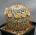 Нажмите на изображение для увеличения.

Название:	Mammillaria_dixanthocentron_L680_IMG_0333.jpg
Просмотров:	296
Размер:	155.0 Кб
ID:	330282