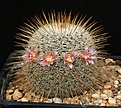 Нажмите на изображение для увеличения.

Название:	Mammillaria_dixanthocentron_Rog268_IMG_8820.jpg
Просмотров:	302
Размер:	166.4 Кб
ID:	330283