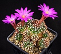 Нажмите на изображение для увеличения.

Название:	Mammillaria_dodsonii_P305_IMG_1740.jpg
Просмотров:	301
Размер:	144.1 Кб
ID:	330284