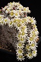 Нажмите на изображение для увеличения.

Название:	Mammillaria_duwei_cristate_IMG_4567.jpg
Просмотров:	298
Размер:	125.0 Кб
ID:	330285