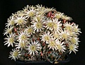 Нажмите на изображение для увеличения.

Название:	Mammillaria_duwei_IMG_3782.jpg
Просмотров:	305
Размер:	143.6 Кб
ID:	330286