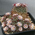 Нажмите на изображение для увеличения.

Название:	Mammillaria_erythrosperma_IMG_5148.jpg
Просмотров:	313
Размер:	205.3 Кб
ID:	330287